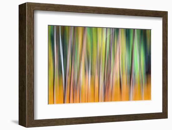 Fall Trees-Ursula Abresch-Framed Photographic Print