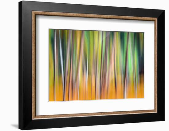 Fall Trees-Ursula Abresch-Framed Photographic Print