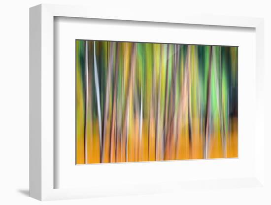 Fall Trees-Ursula Abresch-Framed Photographic Print