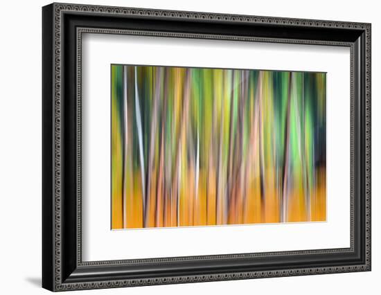 Fall Trees-Ursula Abresch-Framed Photographic Print