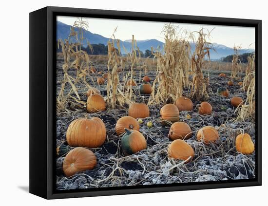Fall Vegetables in Frosty Field, Great Basin, Cache Valley, Utah, USA-Scott T^ Smith-Framed Premier Image Canvas