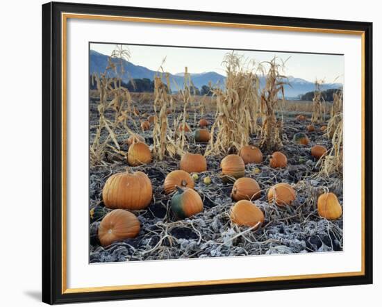 Fall Vegetables in Frosty Field, Great Basin, Cache Valley, Utah, USA-Scott T^ Smith-Framed Photographic Print