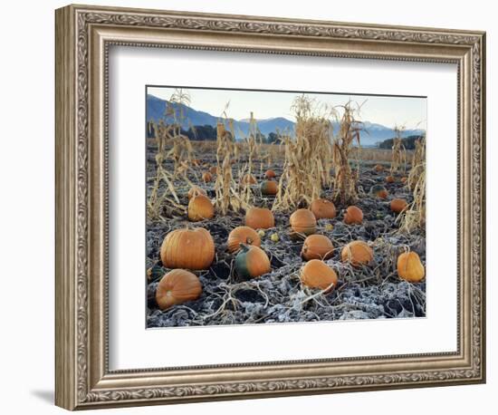 Fall Vegetables in Frosty Field, Great Basin, Cache Valley, Utah, USA-Scott T^ Smith-Framed Photographic Print