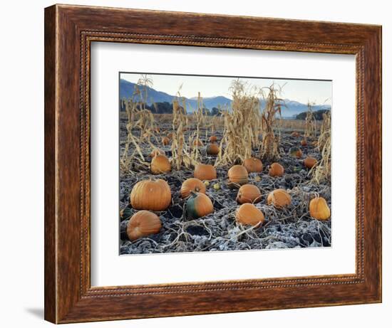 Fall Vegetables in Frosty Field, Great Basin, Cache Valley, Utah, USA-Scott T^ Smith-Framed Photographic Print