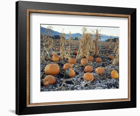 Fall Vegetables in Frosty Field, Great Basin, Cache Valley, Utah, USA-Scott T^ Smith-Framed Photographic Print