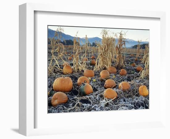 Fall Vegetables in Frosty Field, Great Basin, Cache Valley, Utah, USA-Scott T^ Smith-Framed Photographic Print