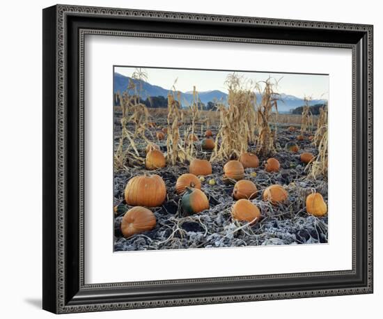 Fall Vegetables in Frosty Field, Great Basin, Cache Valley, Utah, USA-Scott T^ Smith-Framed Photographic Print