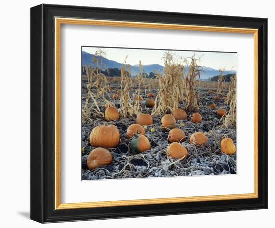Fall Vegetables in Frosty Field, Great Basin, Cache Valley, Utah, USA-Scott T^ Smith-Framed Photographic Print