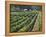 Fall Vineyard View, Yountville, Napa Valley, California-Walter Bibikow-Framed Premier Image Canvas