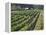 Fall Vineyard View, Yountville, Napa Valley, California-Walter Bibikow-Framed Premier Image Canvas