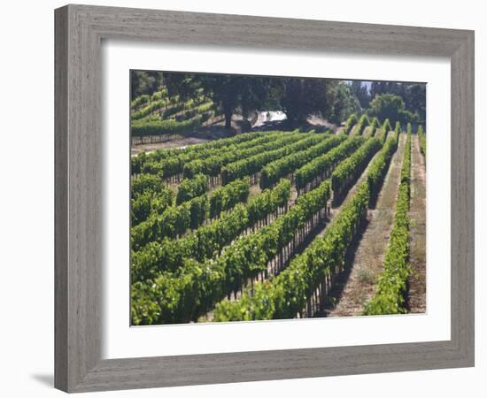 Fall Vineyard View, Yountville, Napa Valley, California-Walter Bibikow-Framed Photographic Print