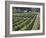 Fall Vineyard View, Yountville, Napa Valley, California-Walter Bibikow-Framed Photographic Print