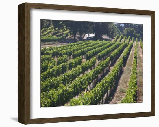 Fall Vineyard View, Yountville, Napa Valley, California-Walter Bibikow-Framed Photographic Print