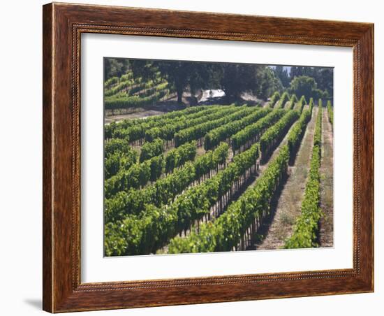 Fall Vineyard View, Yountville, Napa Valley, California-Walter Bibikow-Framed Photographic Print