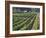 Fall Vineyard View, Yountville, Napa Valley, California-Walter Bibikow-Framed Photographic Print