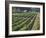 Fall Vineyard View, Yountville, Napa Valley, California-Walter Bibikow-Framed Photographic Print