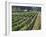 Fall Vineyard View, Yountville, Napa Valley, California-Walter Bibikow-Framed Photographic Print