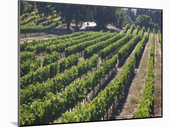 Fall Vineyard View, Yountville, Napa Valley, California-Walter Bibikow-Mounted Photographic Print