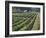 Fall Vineyard View, Yountville, Napa Valley, California-Walter Bibikow-Framed Photographic Print