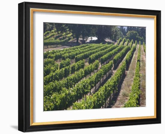 Fall Vineyard View, Yountville, Napa Valley, California-Walter Bibikow-Framed Photographic Print