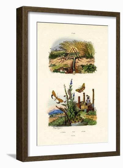 Fall Webworm Moth, 1833-39-null-Framed Giclee Print