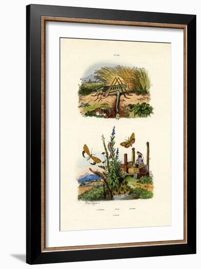 Fall Webworm Moth, 1833-39-null-Framed Giclee Print