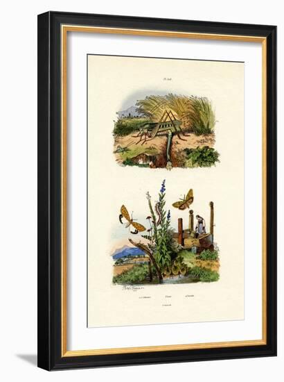 Fall Webworm Moth, 1833-39-null-Framed Giclee Print