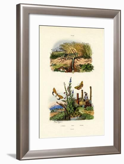 Fall Webworm Moth, 1833-39-null-Framed Giclee Print
