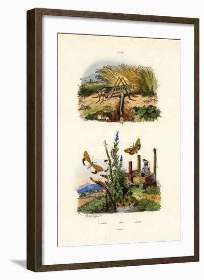 Fall Webworm Moth, 1833-39-null-Framed Giclee Print