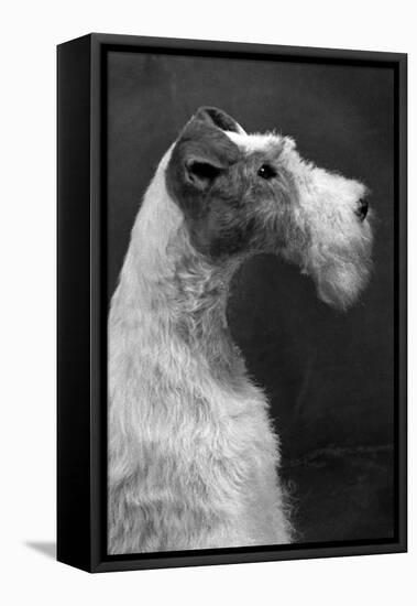 Fall, Wire Fox Terrier, 54-Thomas Fall-Framed Premier Image Canvas