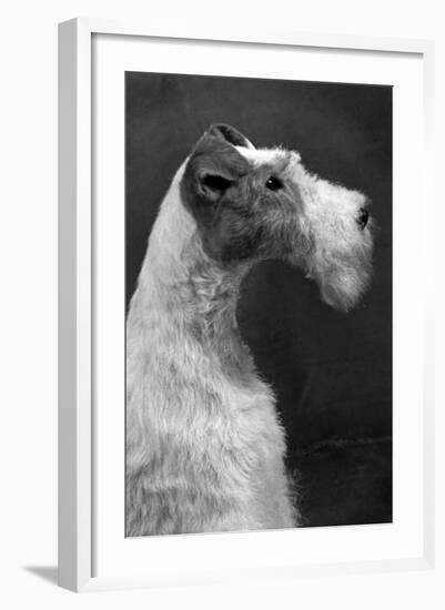 Fall, Wire Fox Terrier, 54-Thomas Fall-Framed Photographic Print