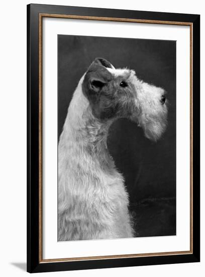 Fall, Wire Fox Terrier, 54-Thomas Fall-Framed Photographic Print