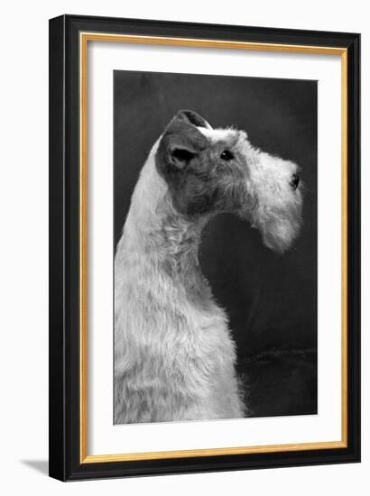 Fall, Wire Fox Terrier, 54-Thomas Fall-Framed Photographic Print