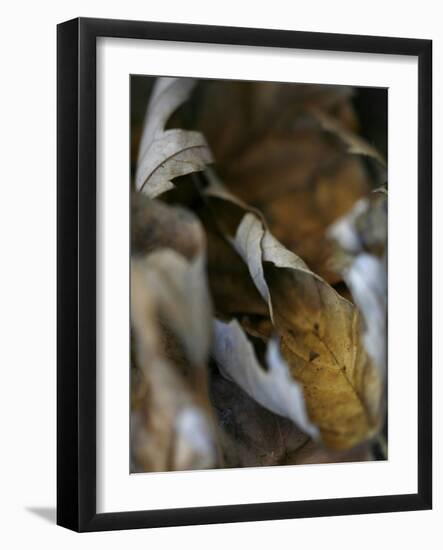 Falle Leaves III-Nicole Katano-Framed Photo