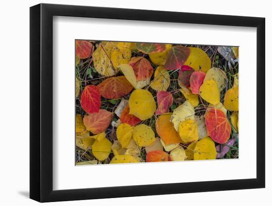 Fallen Aspen Leaves Carpet the Forest Floor in the Uncompahgre National Forest, Colorado, Usa-Chuck Haney-Framed Photographic Print