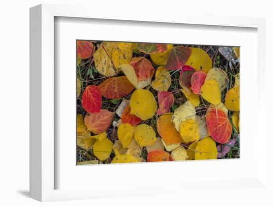 Fallen Aspen Leaves Carpet the Forest Floor in the Uncompahgre National Forest, Colorado, Usa-Chuck Haney-Framed Photographic Print