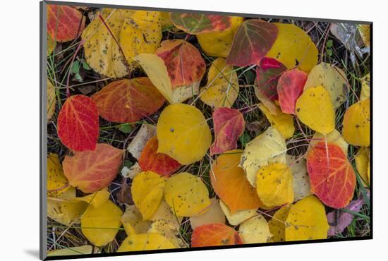 Fallen Aspen Leaves Carpet the Forest Floor in the Uncompahgre National Forest, Colorado, Usa-Chuck Haney-Mounted Photographic Print