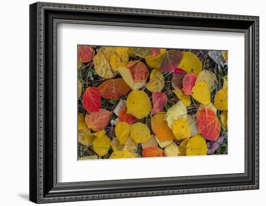 Fallen Aspen Leaves Carpet the Forest Floor in the Uncompahgre National Forest, Colorado, Usa-Chuck Haney-Framed Photographic Print