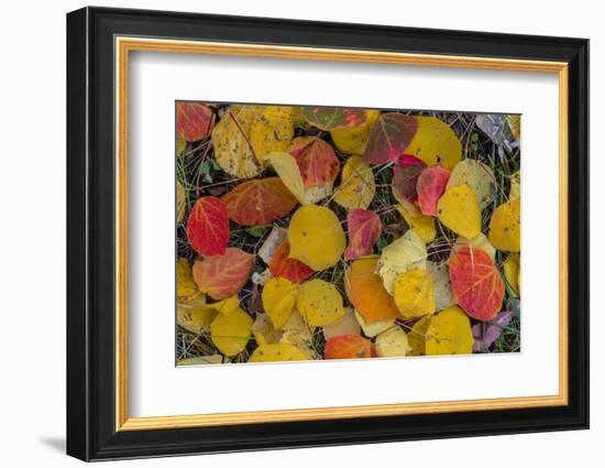 Fallen Aspen Leaves Carpet the Forest Floor in the Uncompahgre National Forest, Colorado, Usa-Chuck Haney-Framed Photographic Print