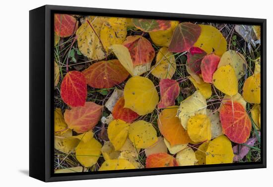 Fallen Aspen Leaves Carpet the Forest Floor in the Uncompahgre National Forest, Colorado, Usa-Chuck Haney-Framed Premier Image Canvas