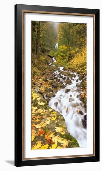 Fallen Bigleaf Maples, Wahkeena Falls, Oregon, Columbia Gorge National Scenic Area-Stuart Westmorland-Framed Photographic Print