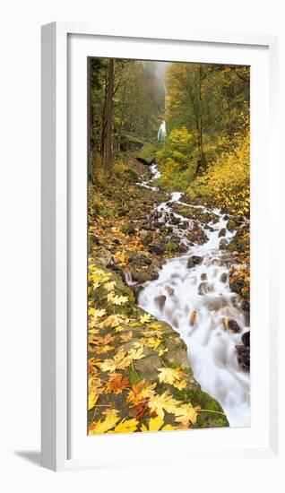 Fallen Bigleaf Maples, Wahkeena Falls, Oregon, Columbia Gorge National Scenic Area-Stuart Westmorland-Framed Photographic Print