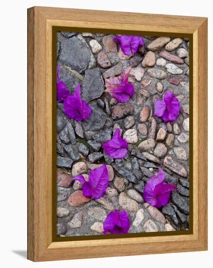 Fallen Bougainvillea Petals on Cobblestones, San Miguel De Allende, Mexico-Nancy Rotenberg-Framed Premier Image Canvas