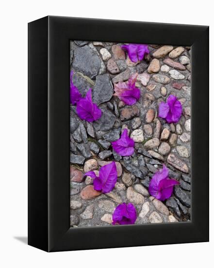 Fallen Bougainvillea Petals on Cobblestones, San Miguel De Allende, Mexico-Nancy Rotenberg-Framed Premier Image Canvas