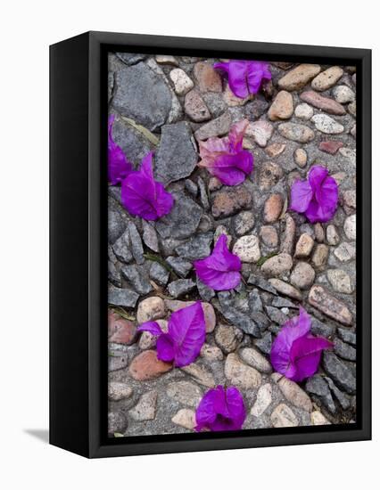 Fallen Bougainvillea Petals on Cobblestones, San Miguel De Allende, Mexico-Nancy Rotenberg-Framed Premier Image Canvas