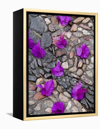 Fallen Bougainvillea Petals on Cobblestones, San Miguel De Allende, Mexico-Nancy Rotenberg-Framed Premier Image Canvas