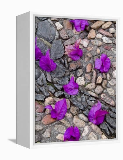 Fallen Bougainvillea Petals on Cobblestones, San Miguel De Allende, Mexico-Nancy Rotenberg-Framed Premier Image Canvas