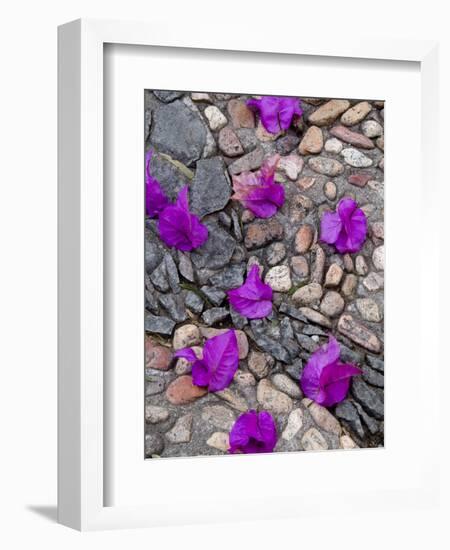 Fallen Bougainvillea Petals on Cobblestones, San Miguel De Allende, Mexico-Nancy Rotenberg-Framed Photographic Print