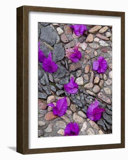 Fallen Bougainvillea Petals on Cobblestones, San Miguel De Allende, Mexico-Nancy Rotenberg-Framed Photographic Print