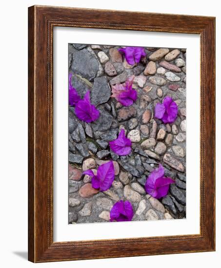 Fallen Bougainvillea Petals on Cobblestones, San Miguel De Allende, Mexico-Nancy Rotenberg-Framed Photographic Print